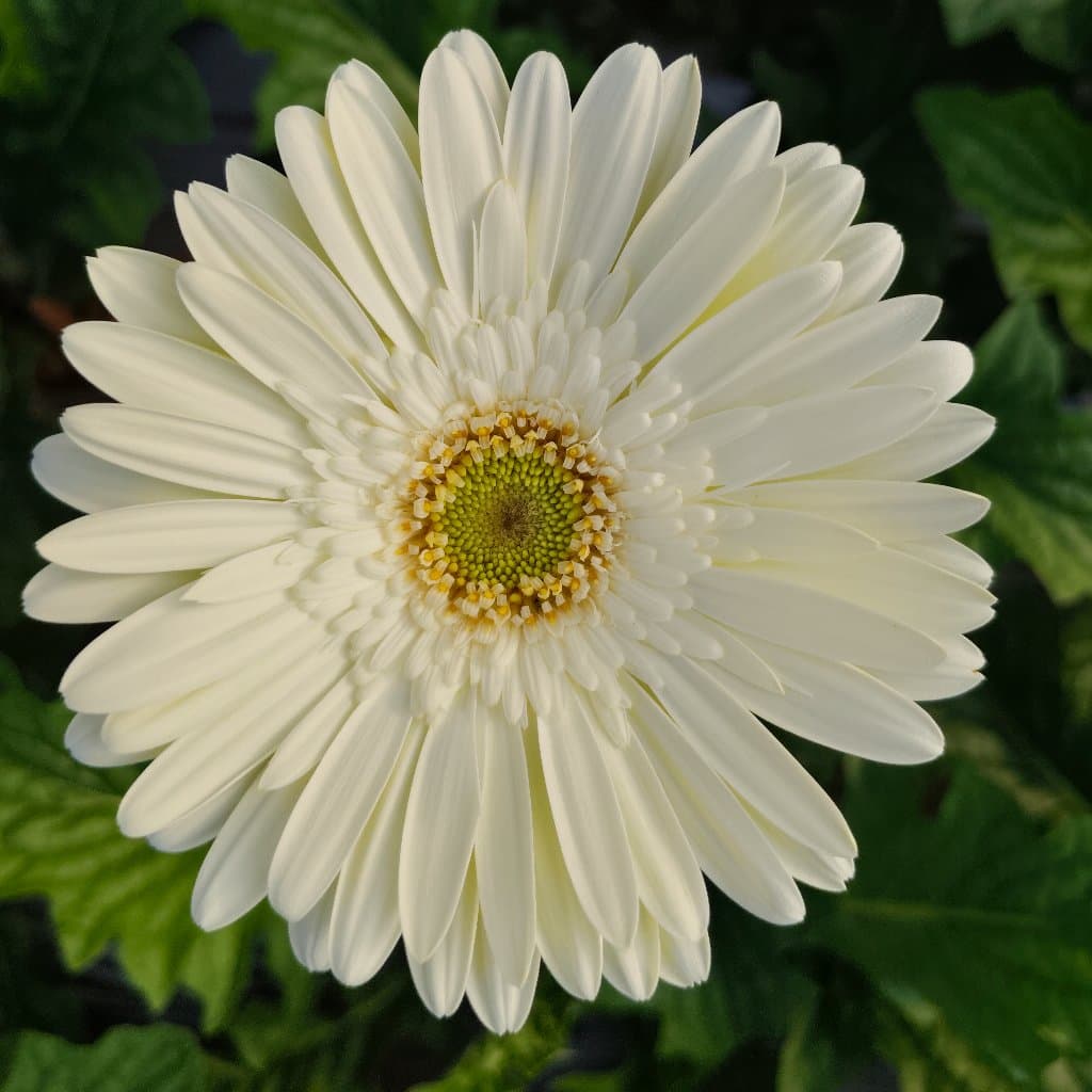 White Gerbera