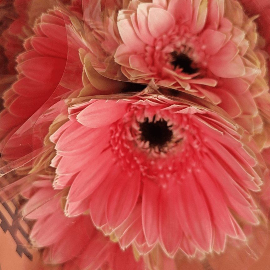 Delicate Color Gerbera
