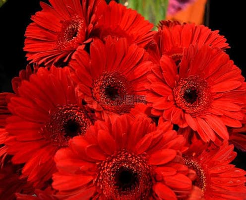 Red Gerbera