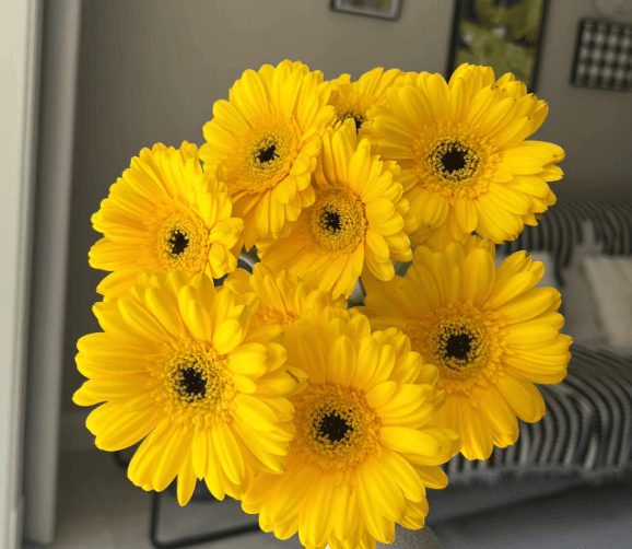 Yellow Gerbera