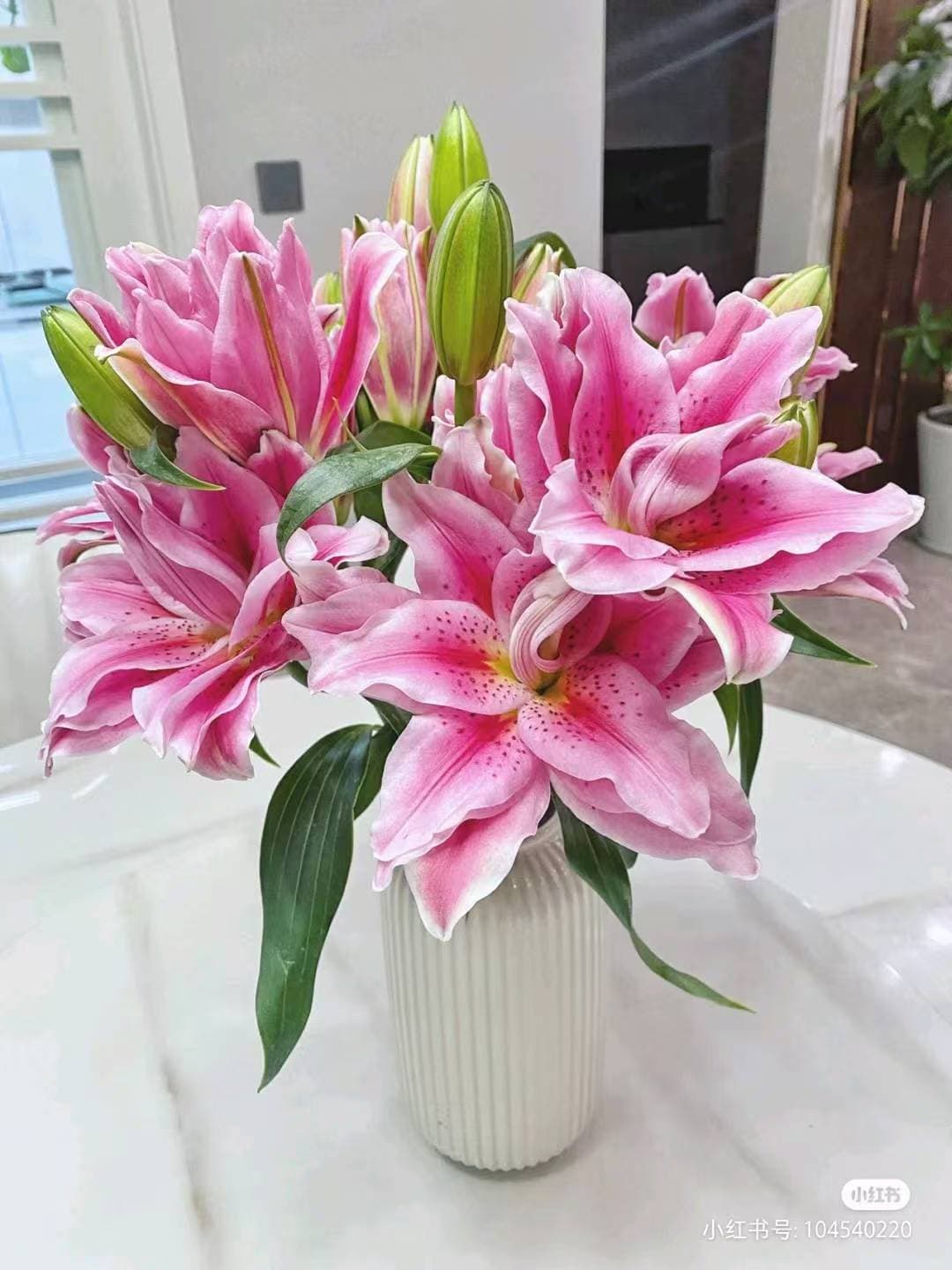 三头重瓣粉百合