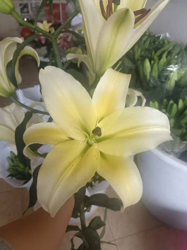 1-head Yellow Lily