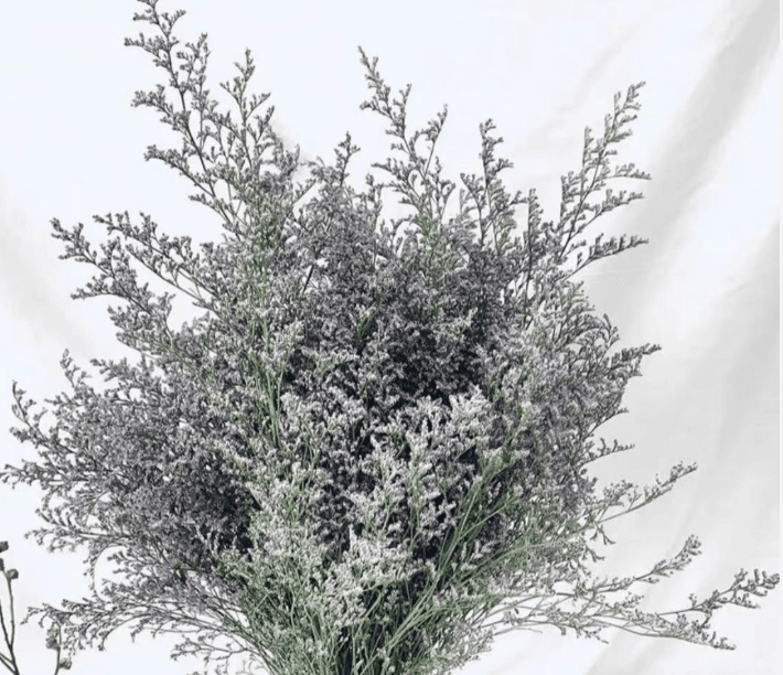 Limonium