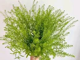 Green Bells Grass
