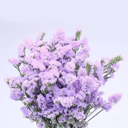 Light Purple Statice
