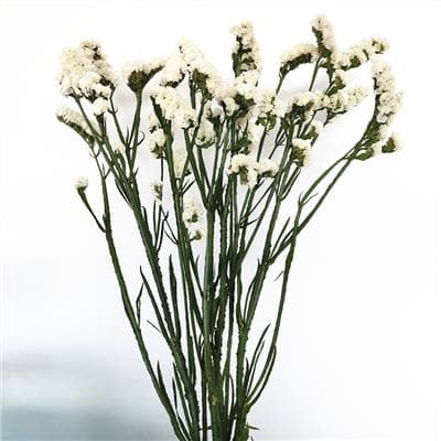 White Statice