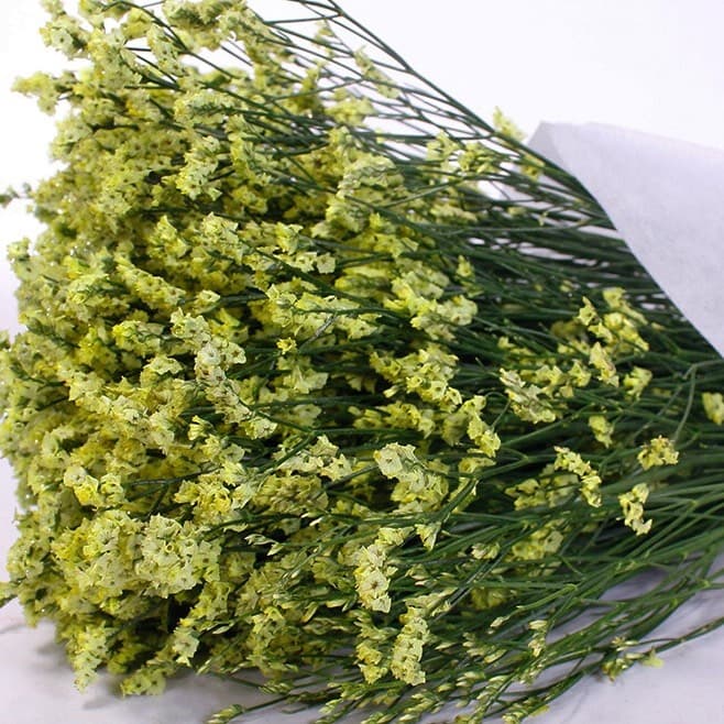 Yellow Crystal Grass