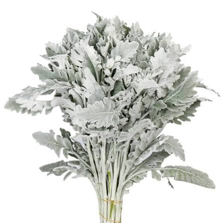 Dusty Miller