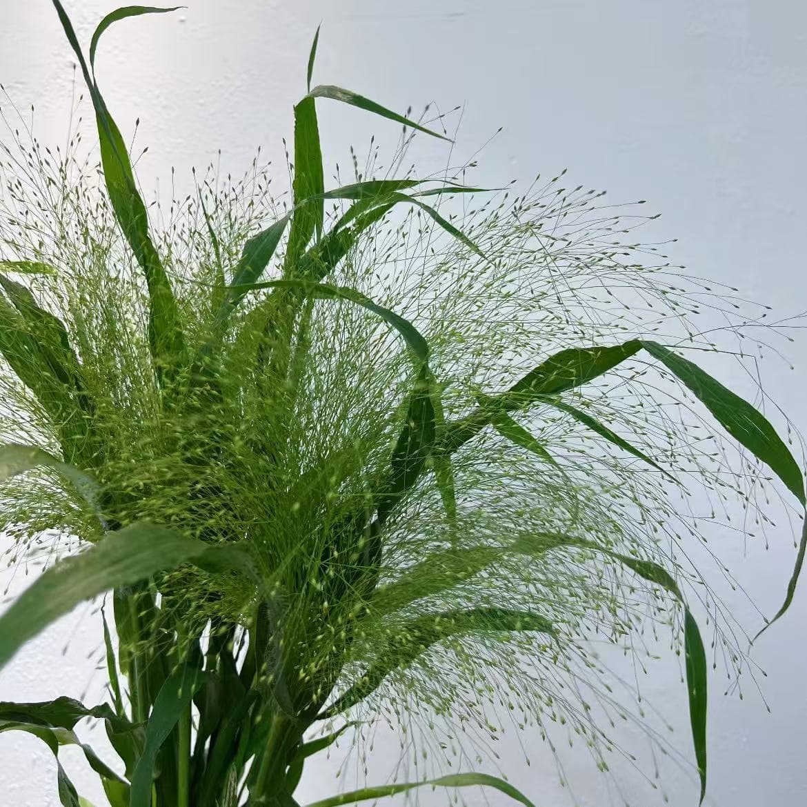 Fountain Grass