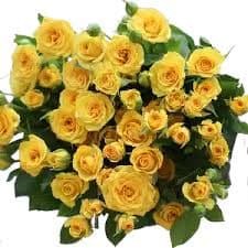 Yellow Spray Rose