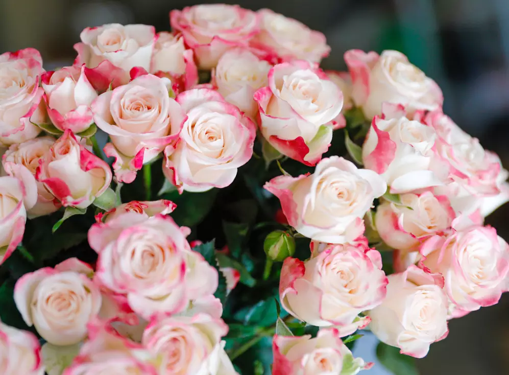 Reflex Spray Rose