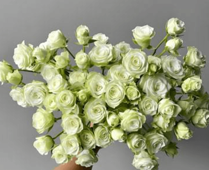 Starry Sky Spray Rose