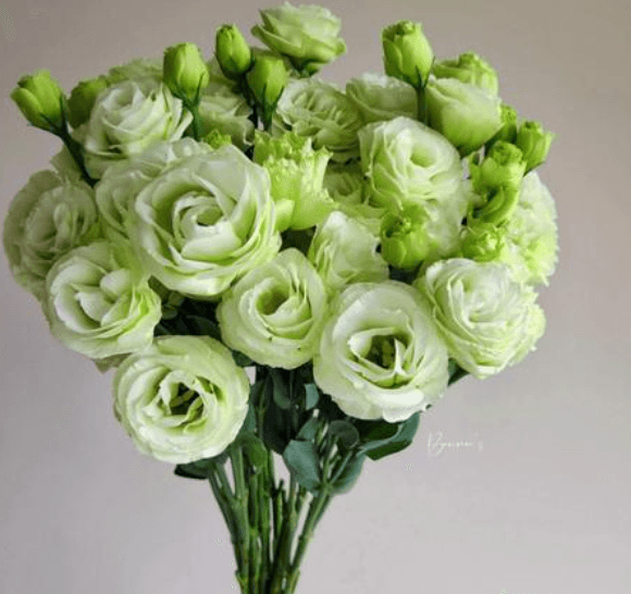 Green Lisianthus