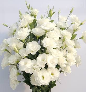 White Lisianthus