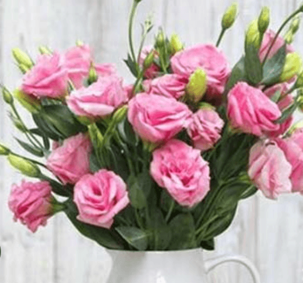 Pink Lisianthus
