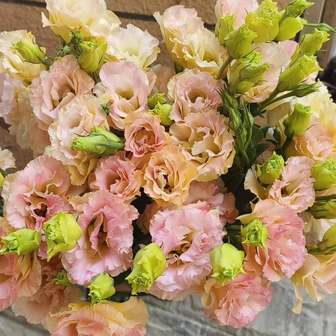 Champagne Lisianthus