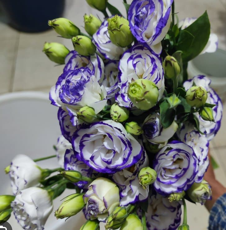 Purple-edge Lisianthus