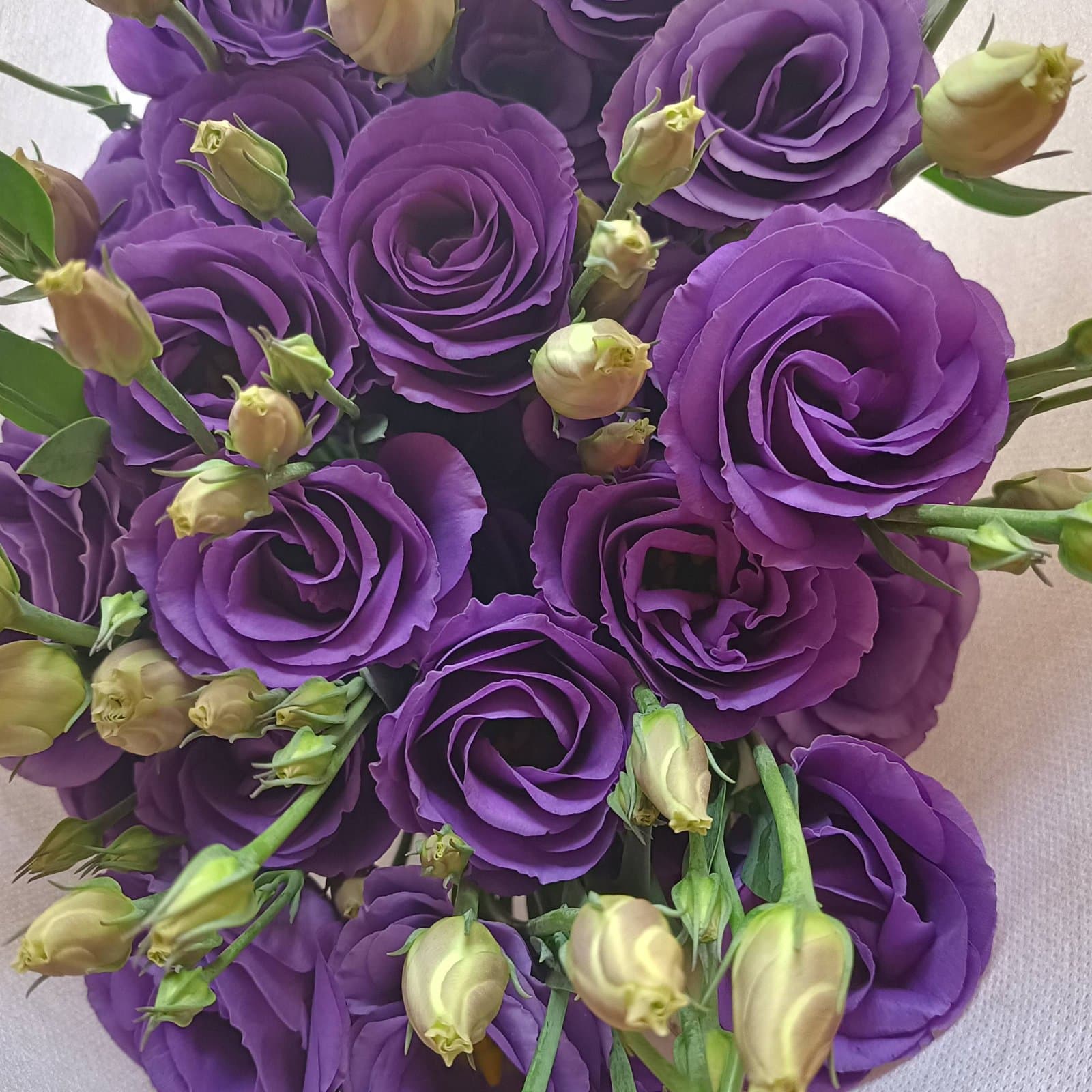 Purple Lisianthus