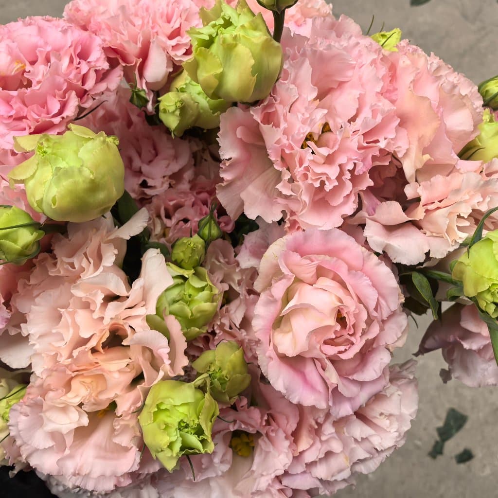 Flesh Pink Lisianthus