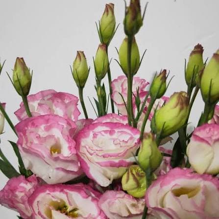 Pink-edge Lisianthus