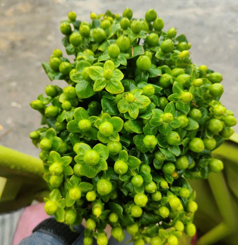 Green Pitaya