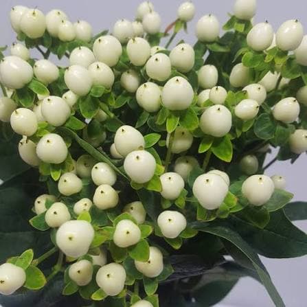 White Pitaya