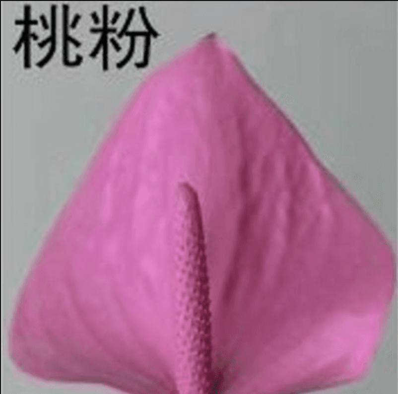 สเปรย์-ชมพูบาร์บี้
