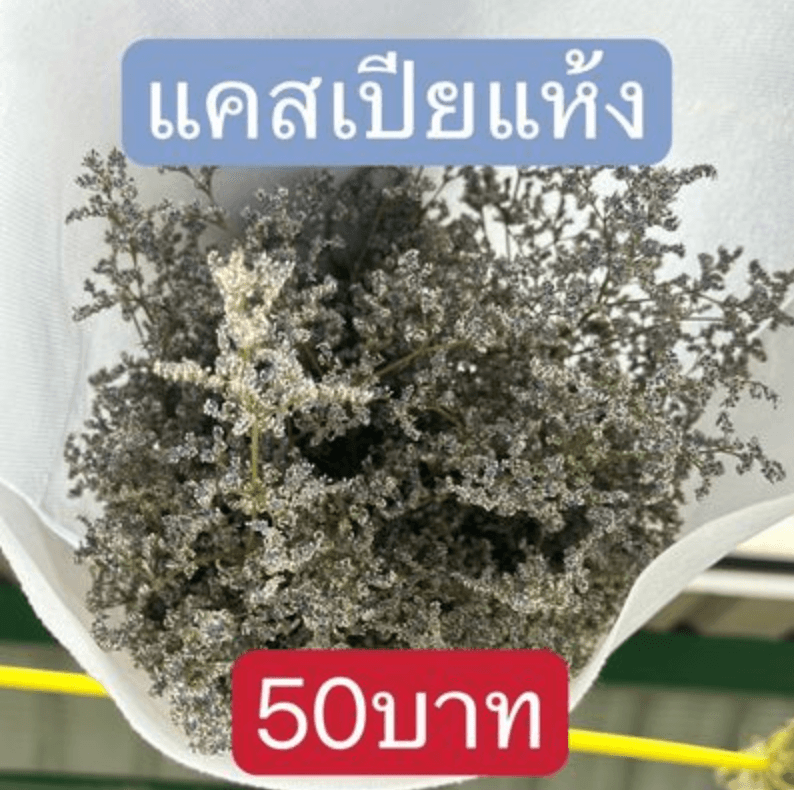 แคสเปียแห้ง3กำ 情人草干花3扎