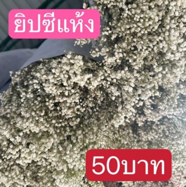 ยิปซีแห้ง 满天星干花
