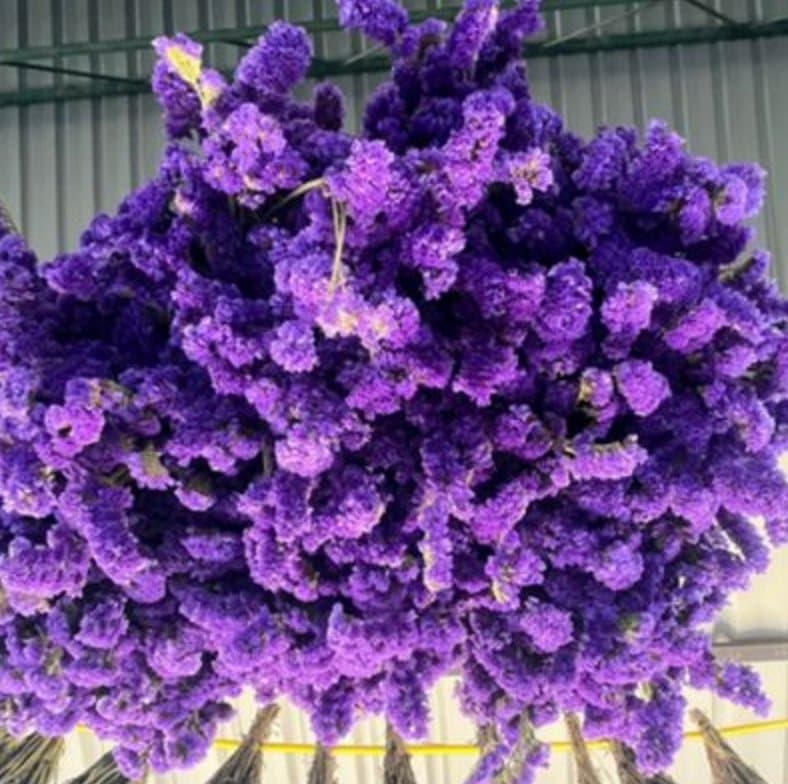 ติส3กำ 勿忘我干花3扎