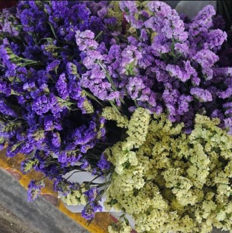 ติสแห้ง50บาท 勿忘我干花50泰铢