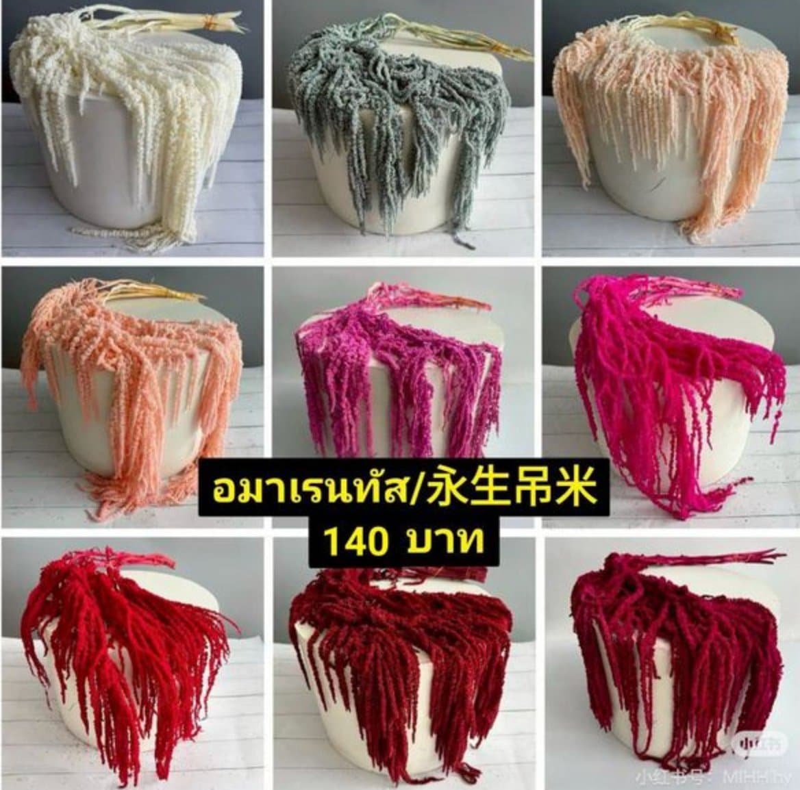 อมาเรนทัส/永生吊米