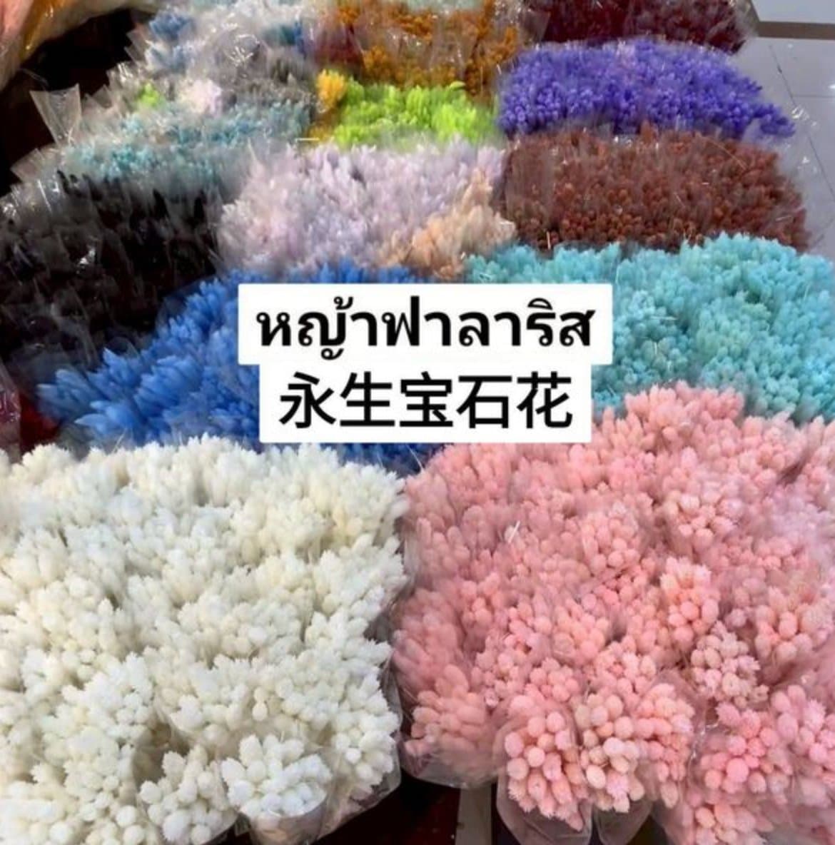 หญ้าฟาลาริส/永生宝石花