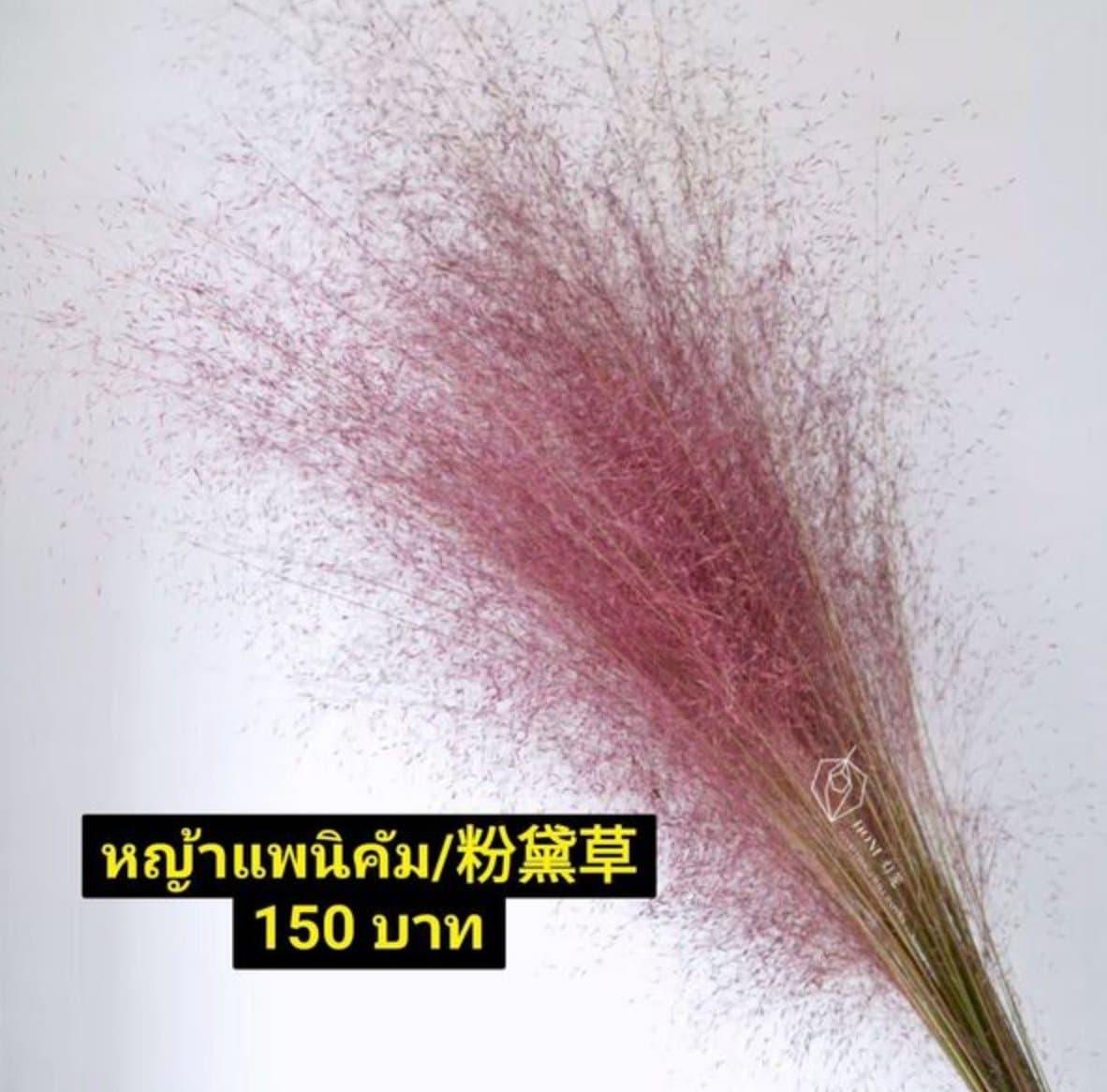 หญ้าแพนิคัม/粉黛草