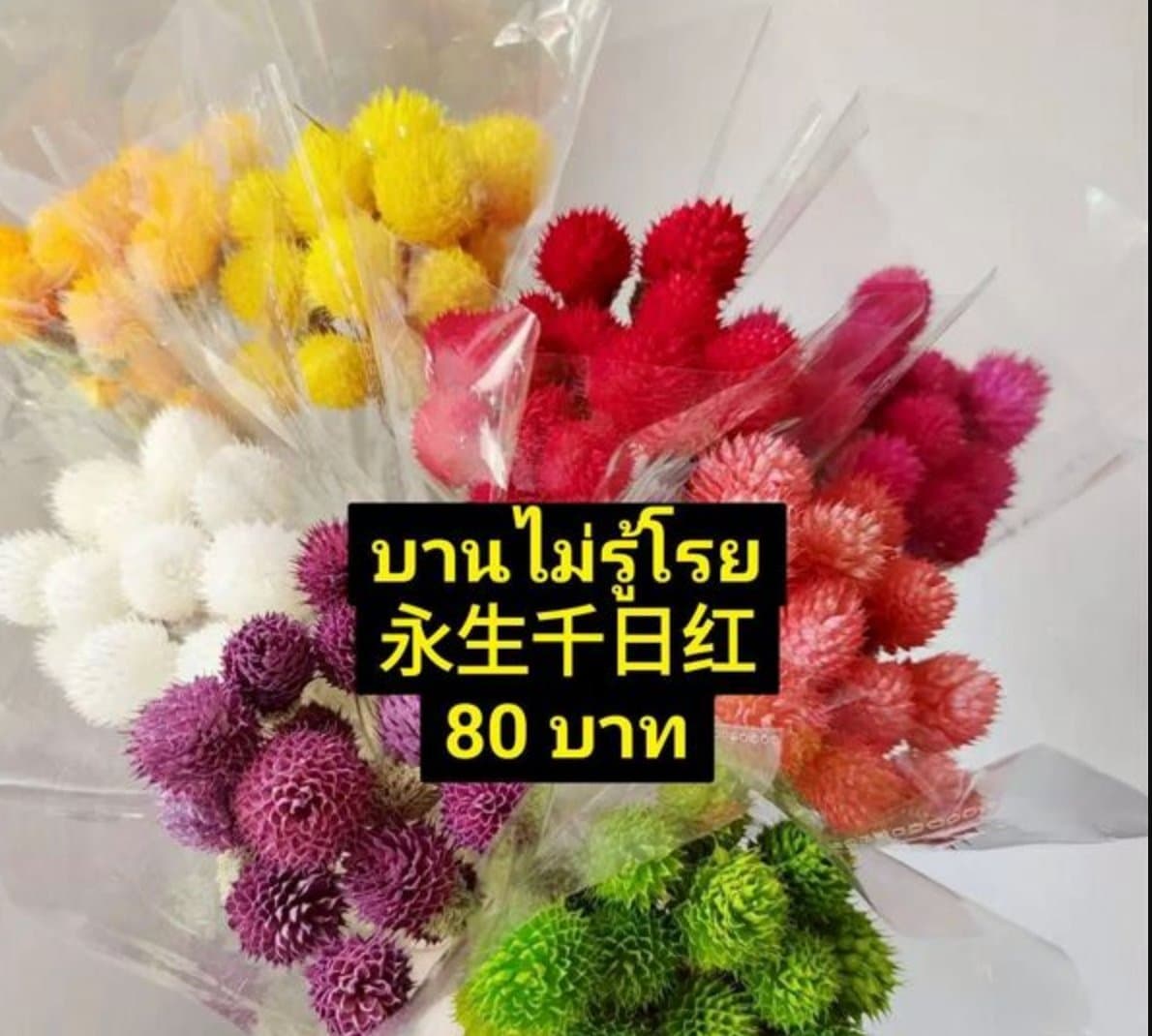 บานไม่รู้โรย/永生千日红