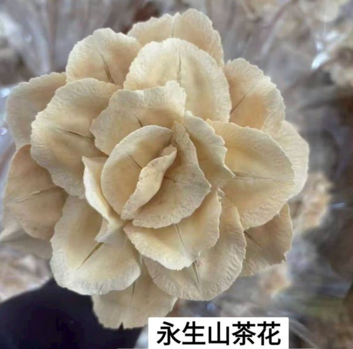 ดอกชาแห้ง/永生山茶花