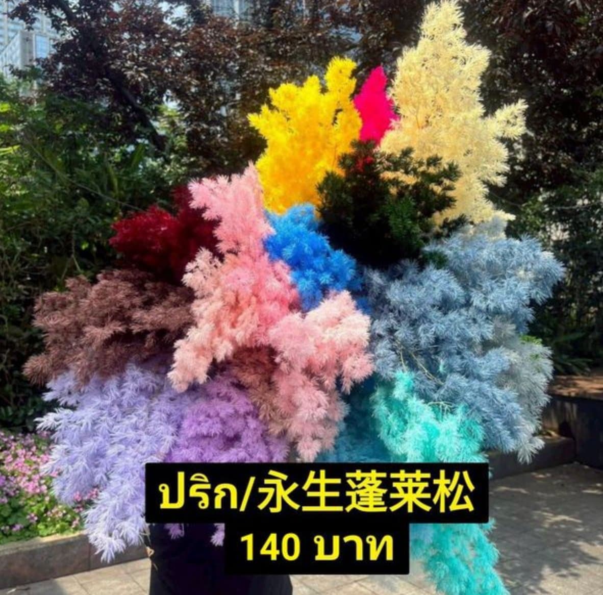 ปริก/永生蓬莱松