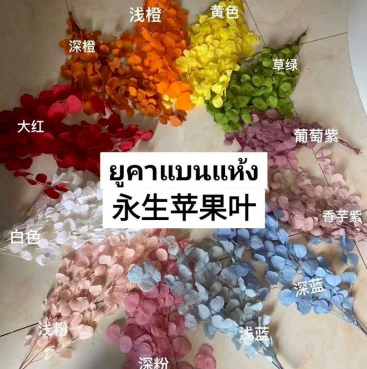 ยูคาแบนแห้ง/永生苹果叶