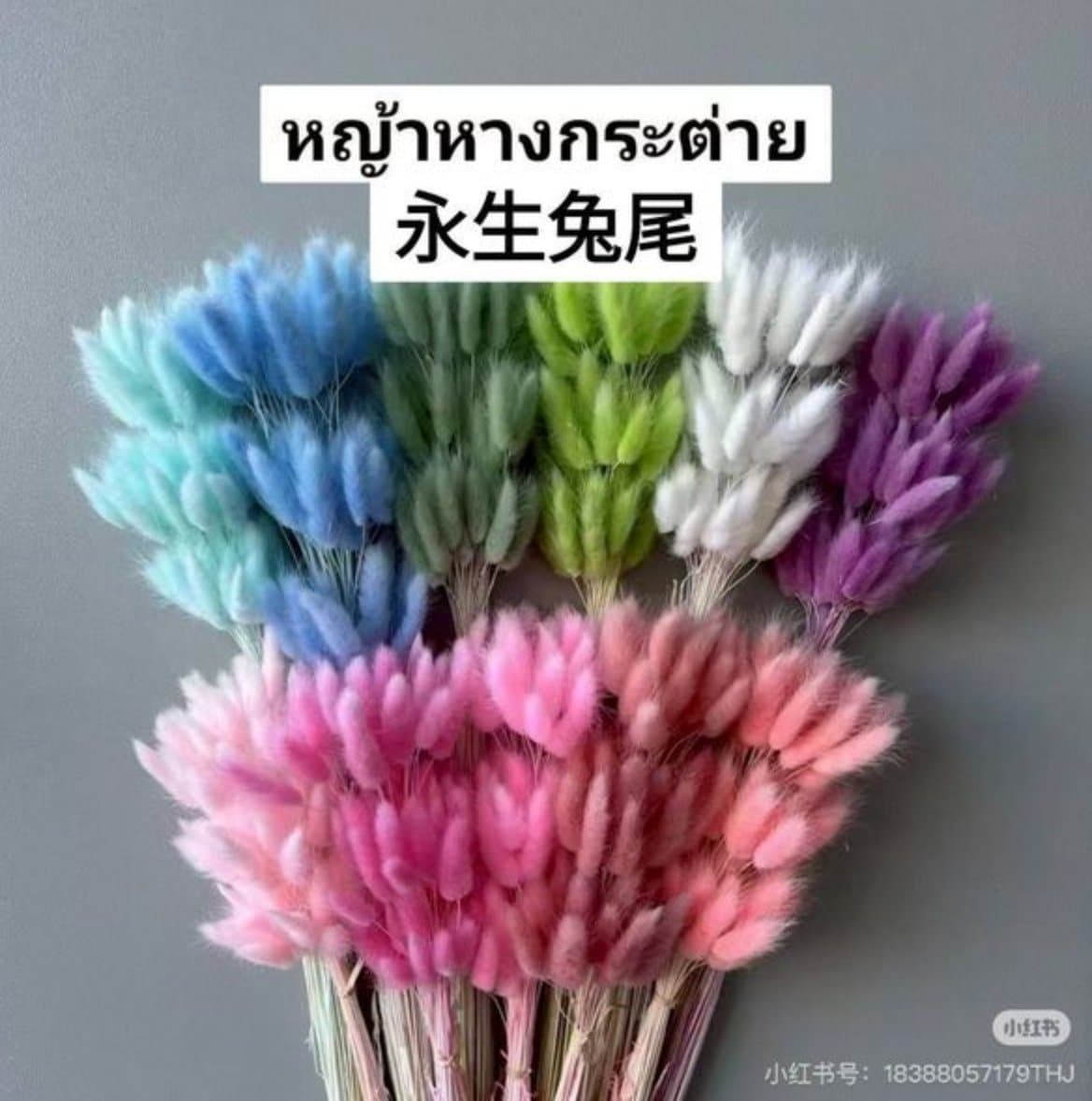 หญ้าหางกระต่าย/永生兔尾