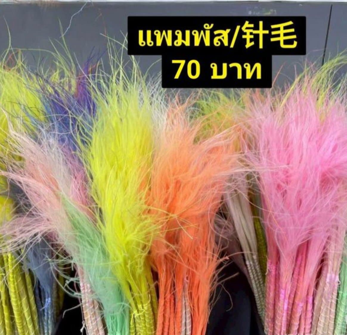 แพมพัส/针毛