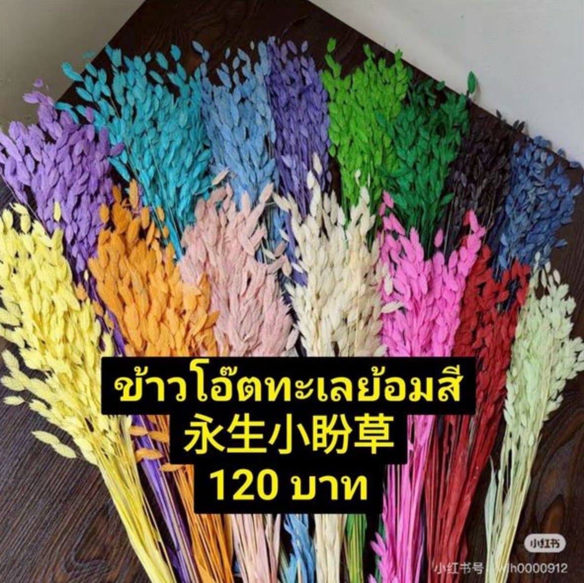 ข้าวโอ๊ตทะเลย้อมสี/永生小盼草