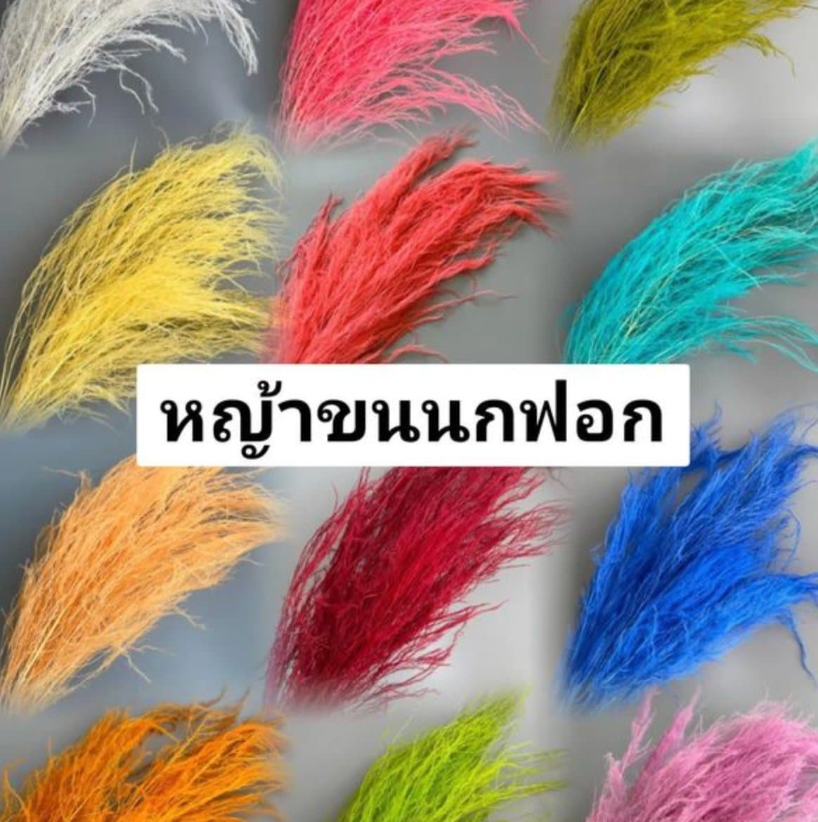 หญ้าขนนกฟอก/龙须草