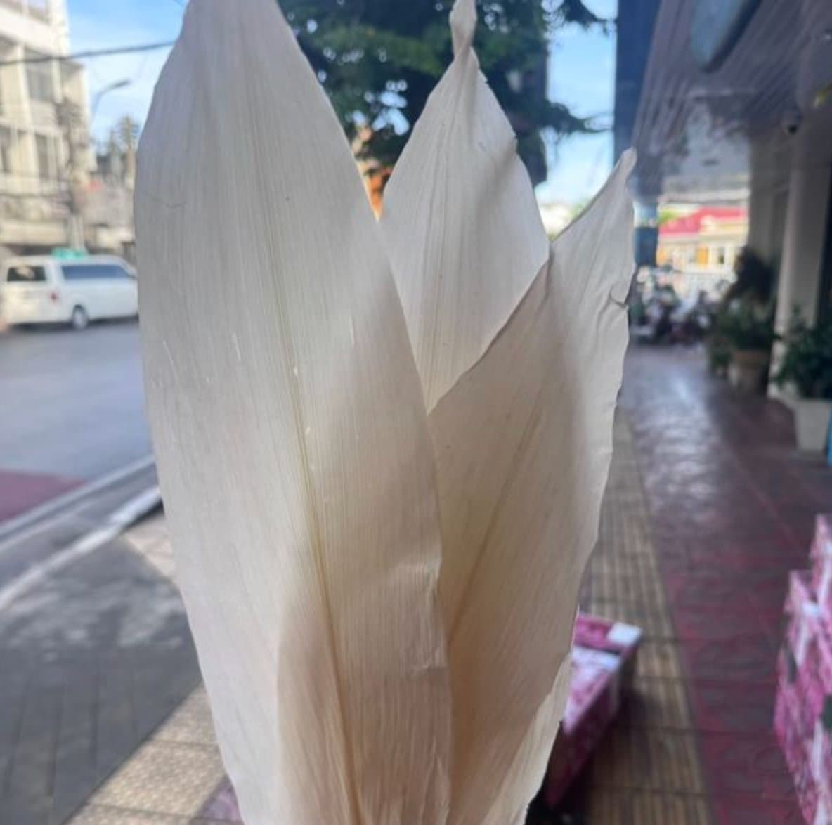 ใบไม้แห้ง/永生一叶兰