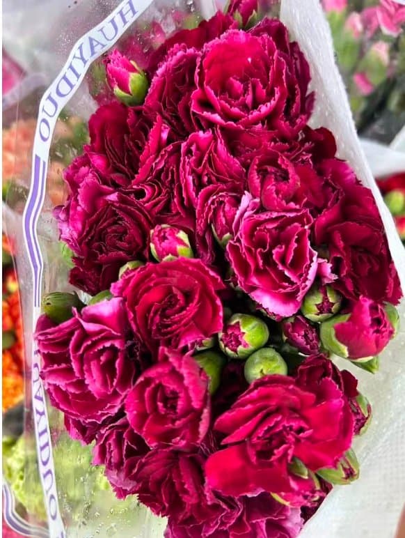 Crown Prince Spray Carnation