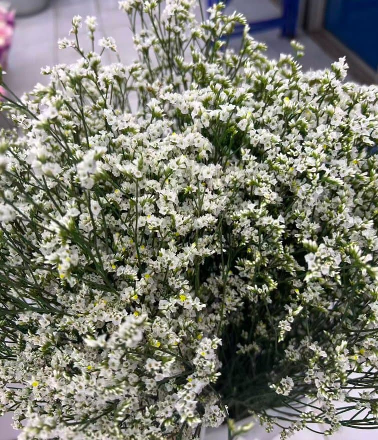 White Crystal Grass