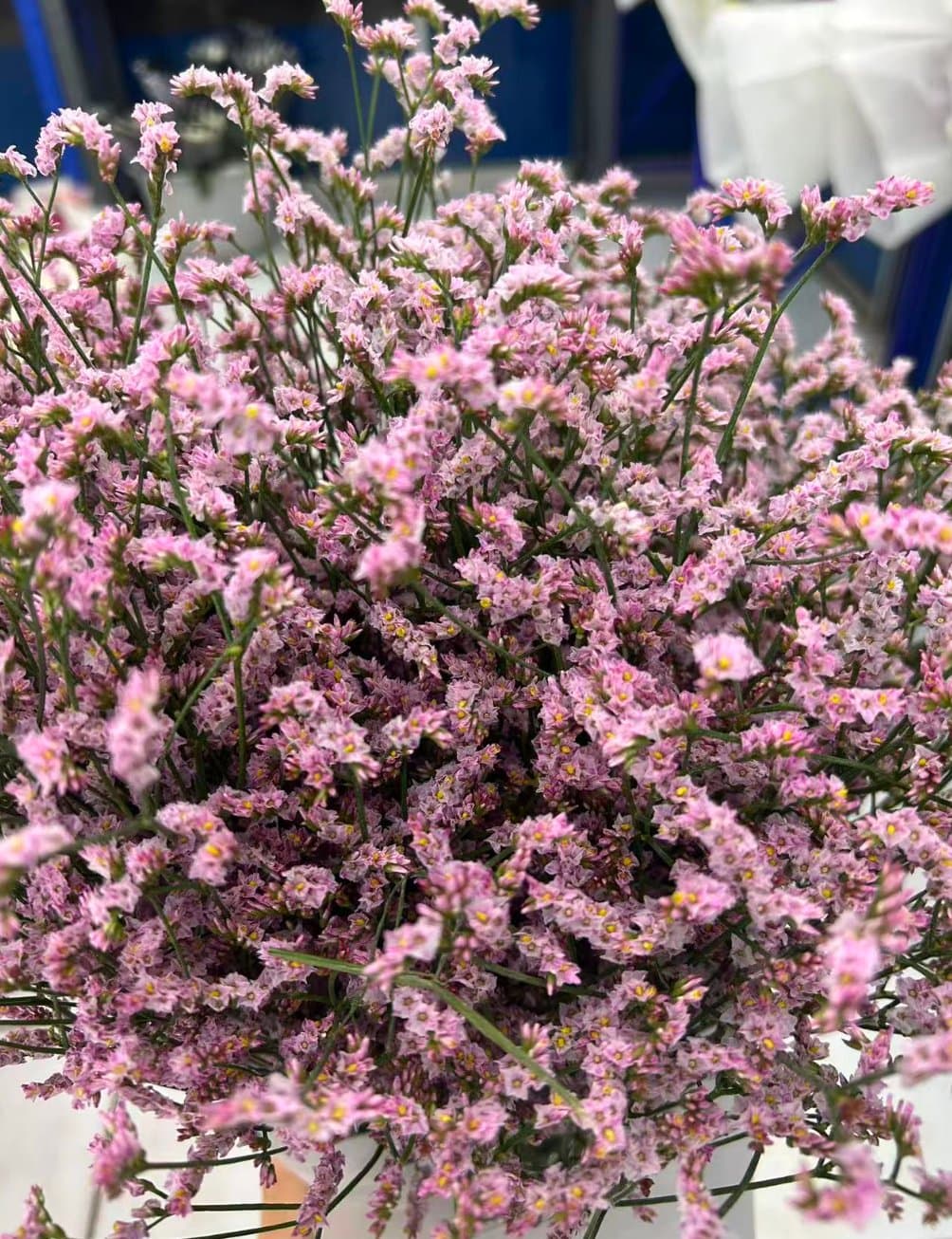 Pink Crystal Grass