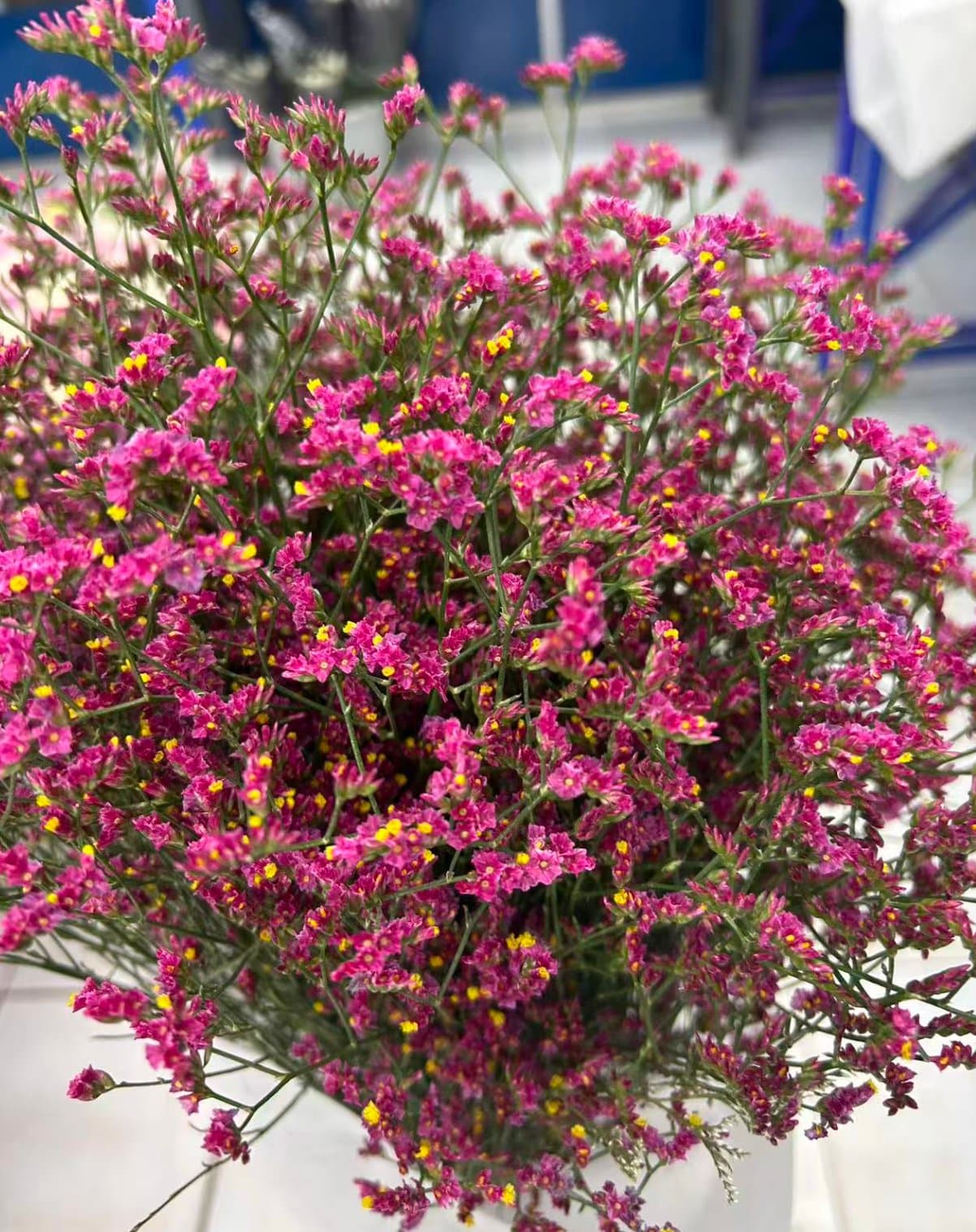 Red Crystal Grass