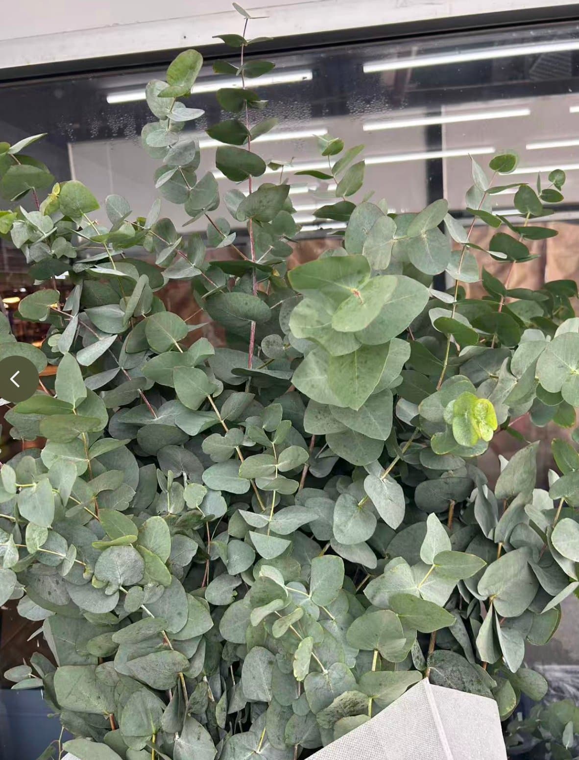 Large-leaf Eucalyptus