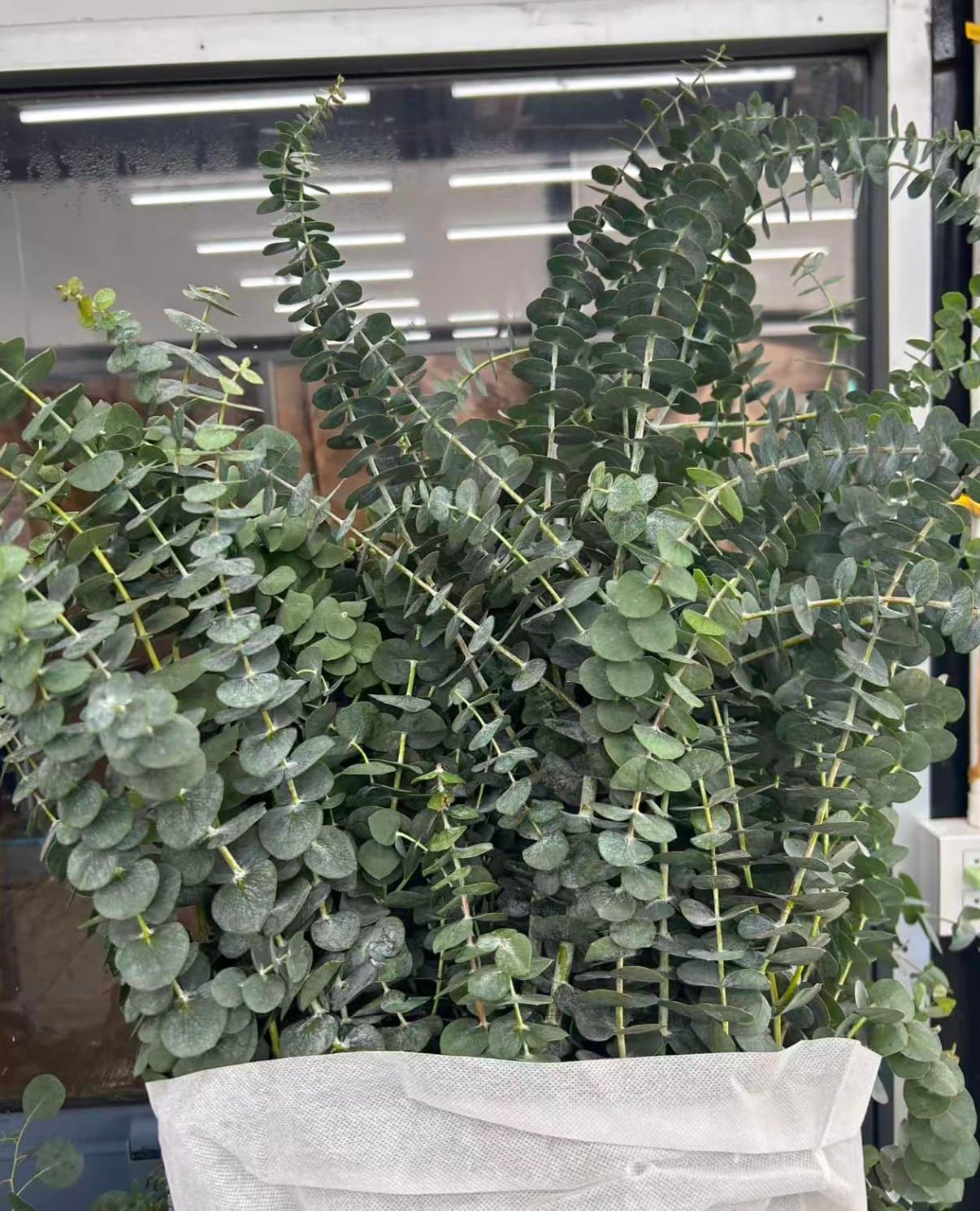 Small-leaf Eucalyptus