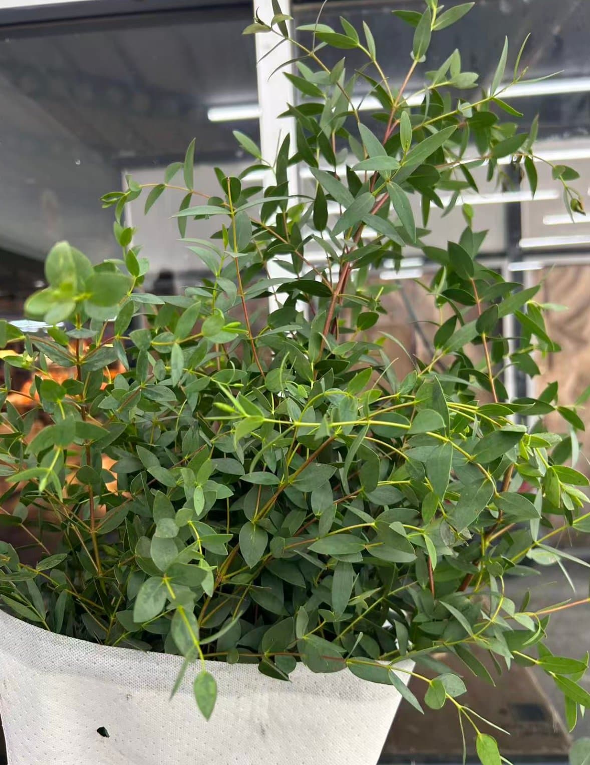Spear-leaf Eucalyptus